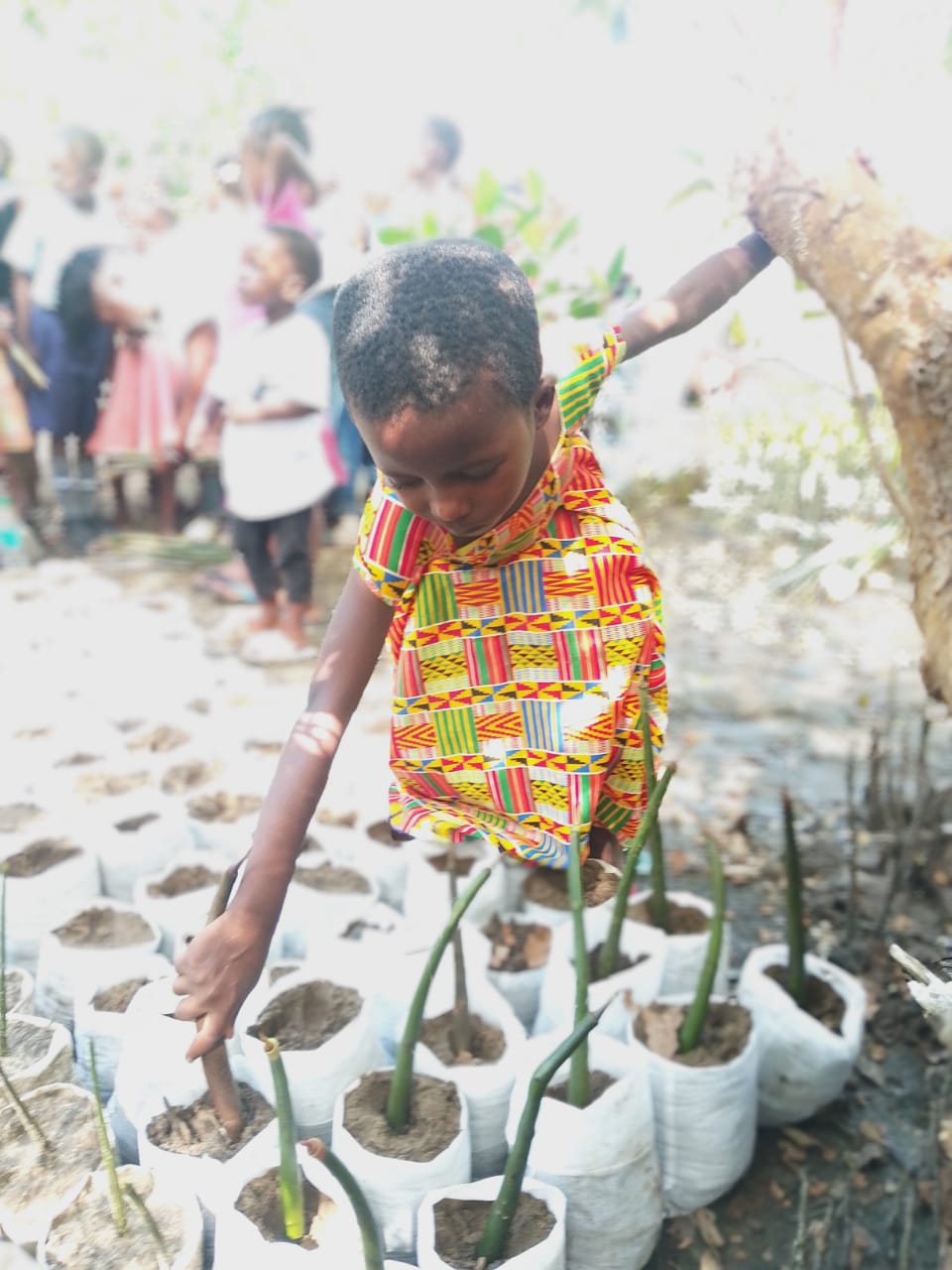 Planting mangrove trees